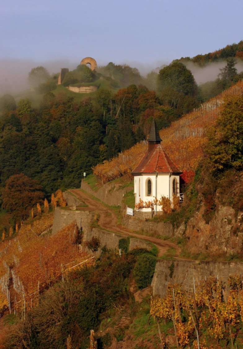 October 2006 Domaine Zind Humbrecht Rangen Clos Saint Urbain vineyard
