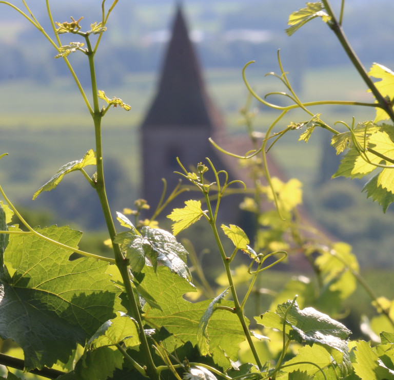 Vigne Clos Windsbuhl